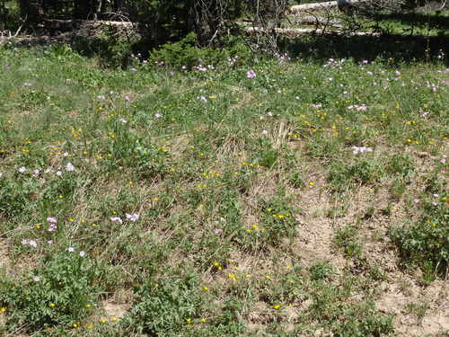 GDMBR: Geraniums and Buttercups.